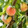 Veteran Peach 2 Veteran Peach -Alpja Fruits Shop veteranpeach