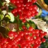 Ukraine Highbush Cranberry -Alpja Fruits Shop viburnum opulus 1