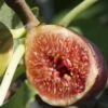 Violette De Bordeaux Fig (Negronne) -Alpja Fruits Shop violettedebordeauxfig