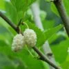 Beautiful Day Mulberry -Alpja Fruits Shop white mulberry 1