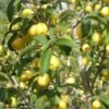 Yellow Fruited Cornus Mas -Alpja Fruits Shop yellow fruited cornus mas lots of fruit 1