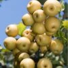 Yoinashi Asian Pear -Alpja Fruits Shop yoinashi pear