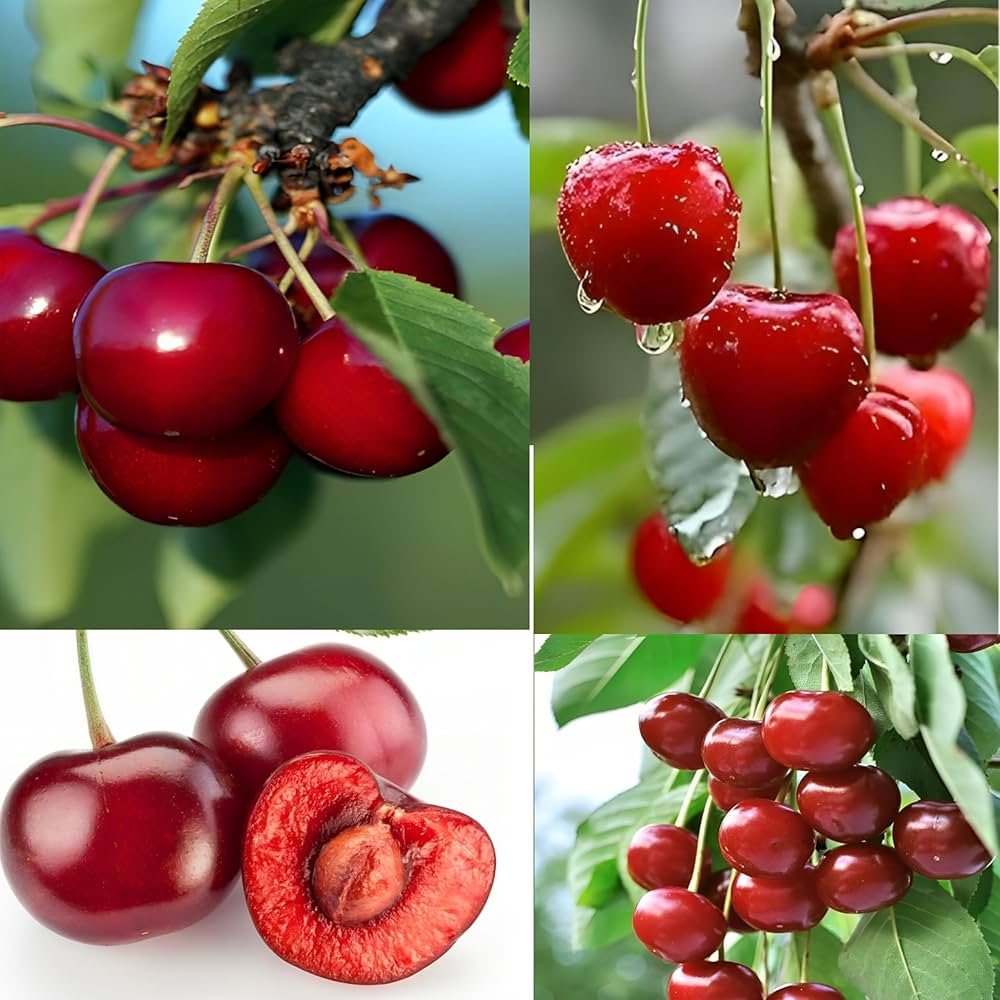 Alpja Fruits Shop -Alpja Fruits Shop 81zh740iZ5L. AC UF10001000 QL80